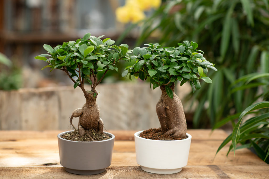floral and plant products at West Coast Floral in Surrey BC